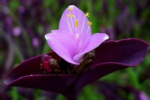 紫鸭跖草的繁殖方法，随便掐个枝条当年就能爆满盆哦！