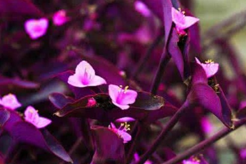紫鸭跖草的功效与作用，紫鸭跖草，你不知道的秘密！