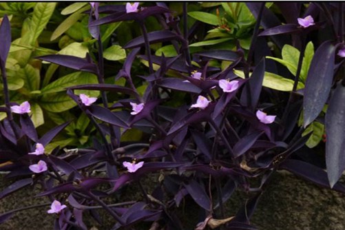 紫鸭跖草养殖注意事项，美腻到不行的紫色植物！