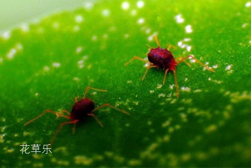 春季花草11种常见虫害识别及病虫害防治方法