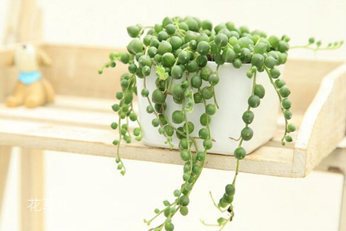 珍珠吊兰悬垂观叶植物，怎样摆放全家运气会更旺